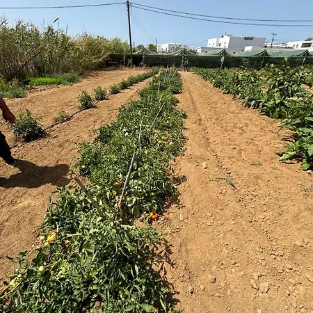 Apartamento Birikos & Agios Prokopios (Naxos)