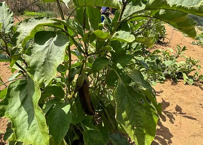 Birikos & * Agios Prokopios (Naxos)